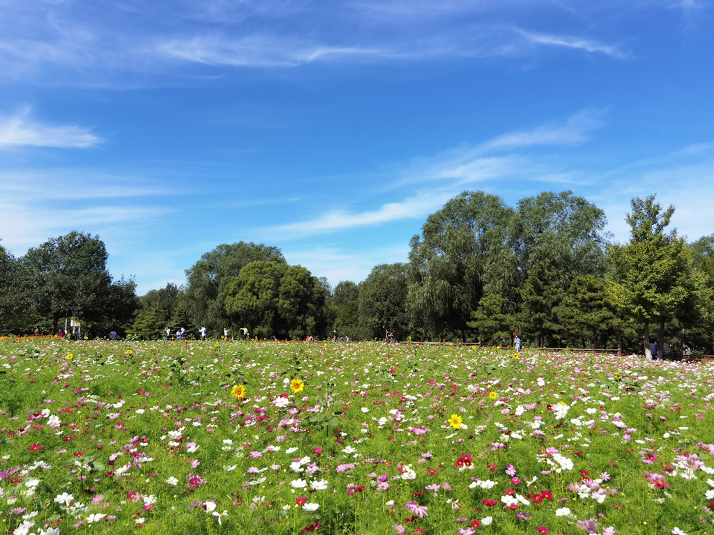 北京奧林匹克森林公園綠化養(yǎng)護(hù)項(xiàng)目